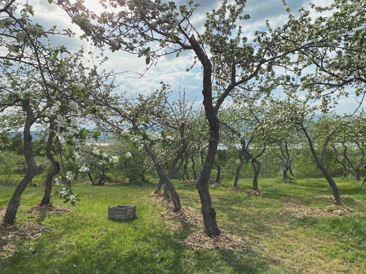Domaine Steinbach Cidrerie B&B Distillerie Saint-Pierre-de-l'Ile-d'Orleans Ngoại thất bức ảnh